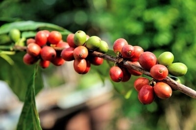 Anbau des Kaffees - Von der Plantage in die Kaffeetasse